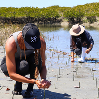 Plant Mangroves in Baja
