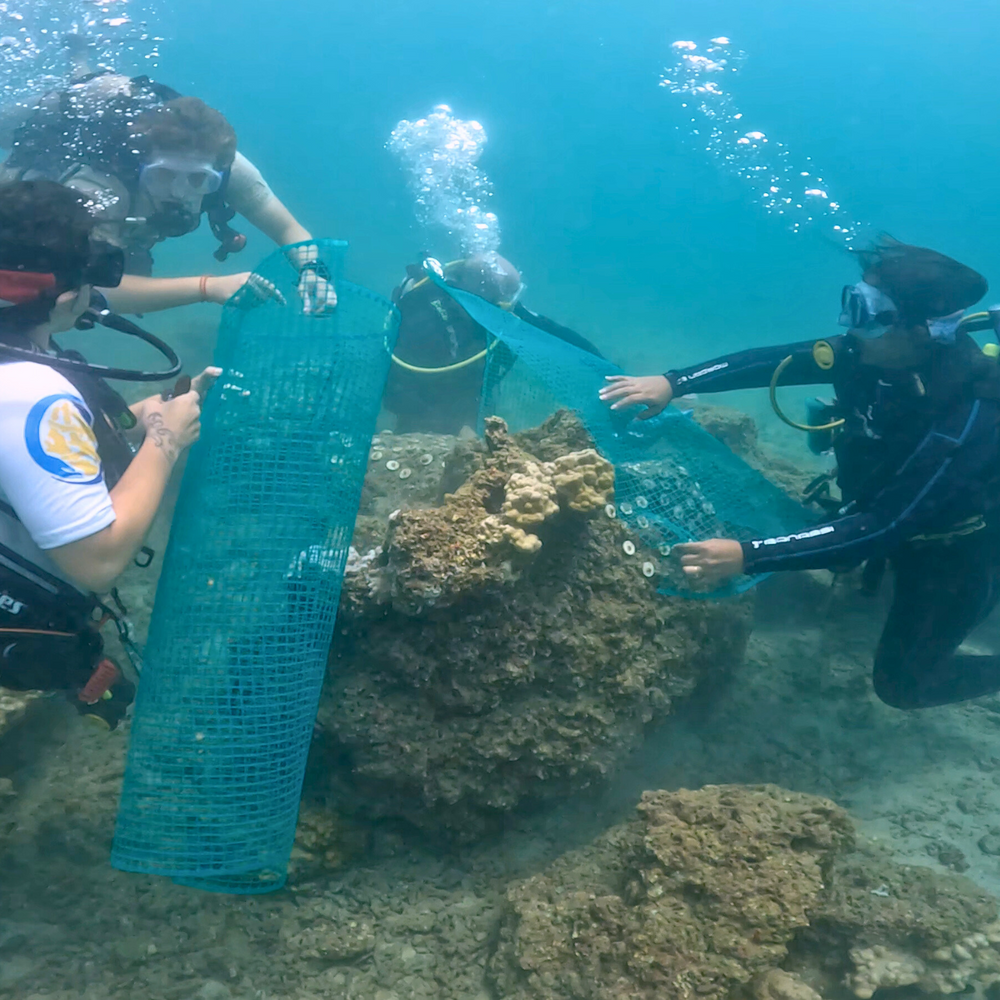 Subscribe to Plant Coral Seatrees in Costa Rica