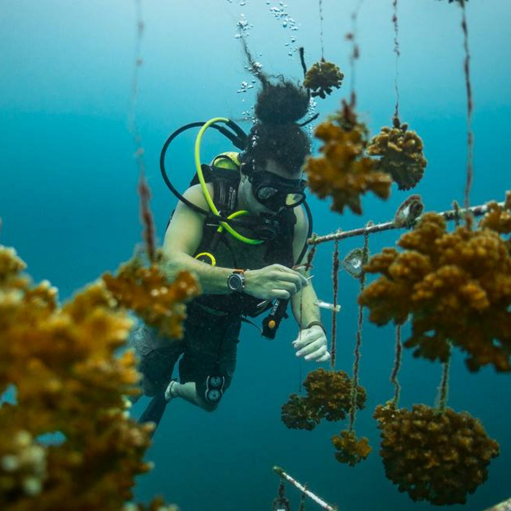 Subscribe to Plant Coral Seatrees in Costa Rica
