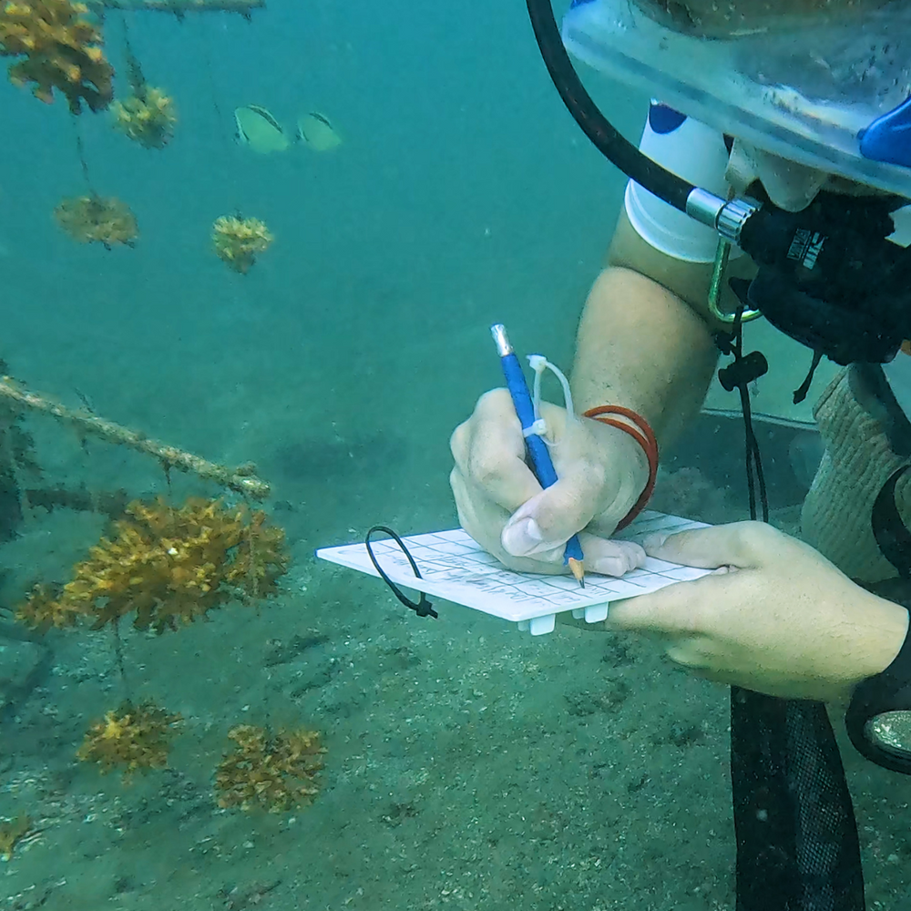 Subscribe to Plant Coral Seatrees in Costa Rica