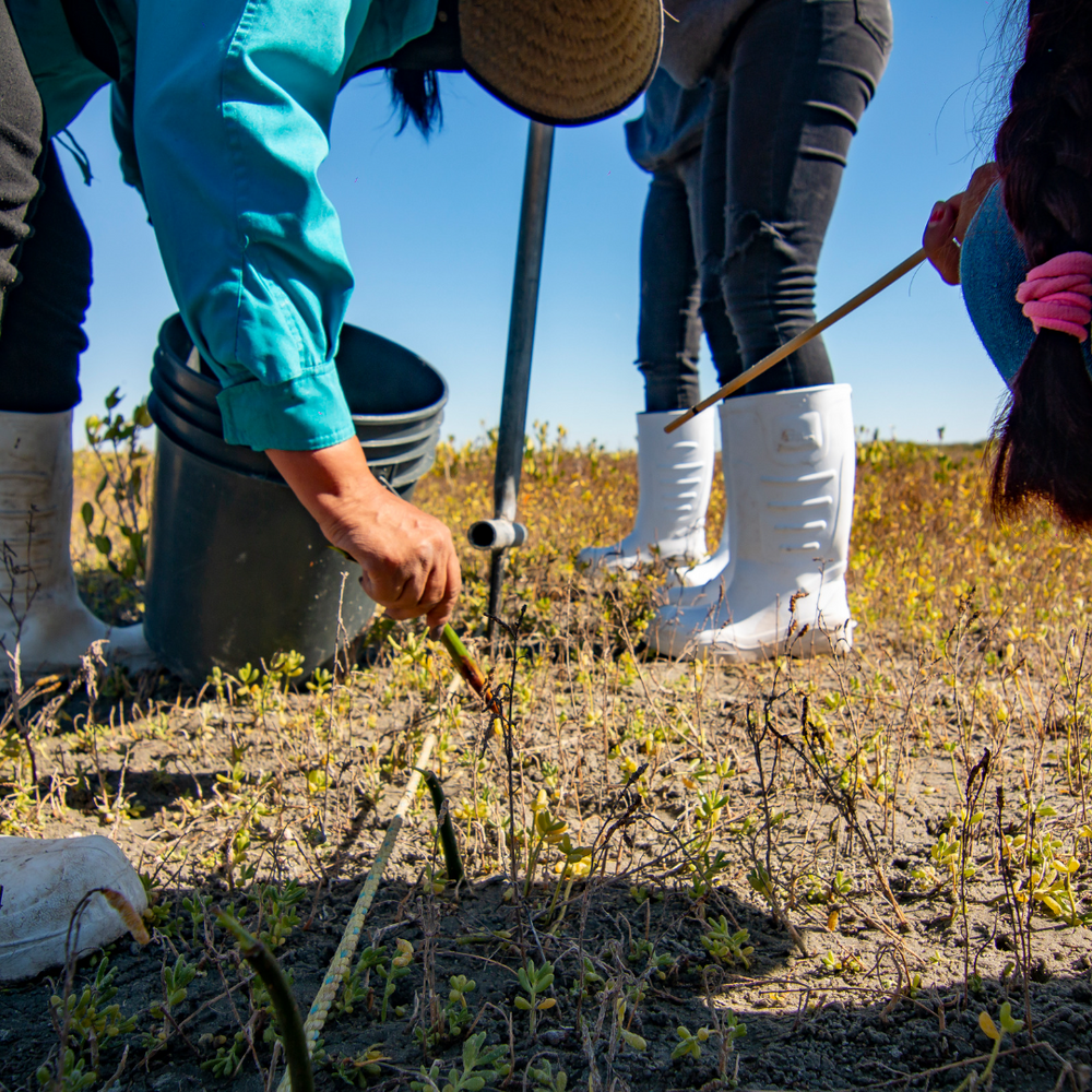 Subscribe to Plant Mangrove Seatrees in Baja