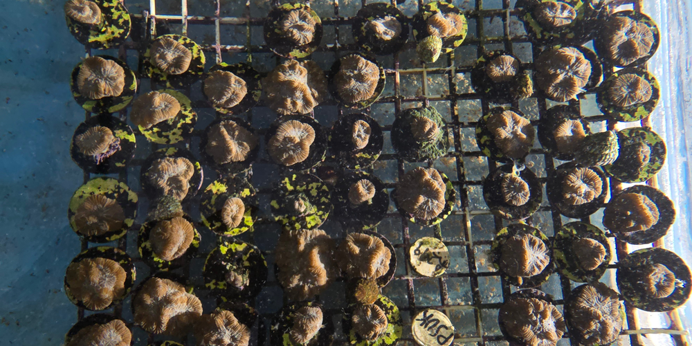 Vlog - Where We Grow: Episode 2