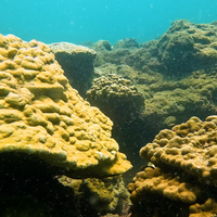 Subscribe to Plant Coral Seatrees in Costa Rica