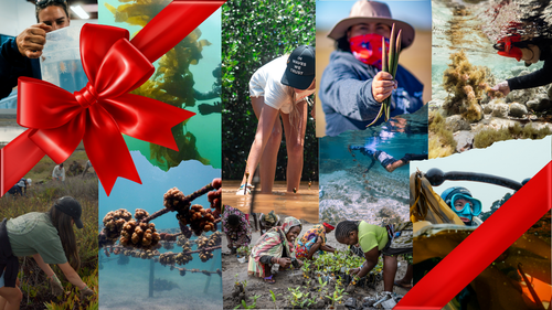 Plant a Seatree for the Holidays