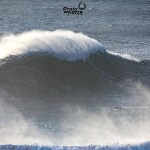 Grow a Kelp Seedling in Nazaré, Portugal