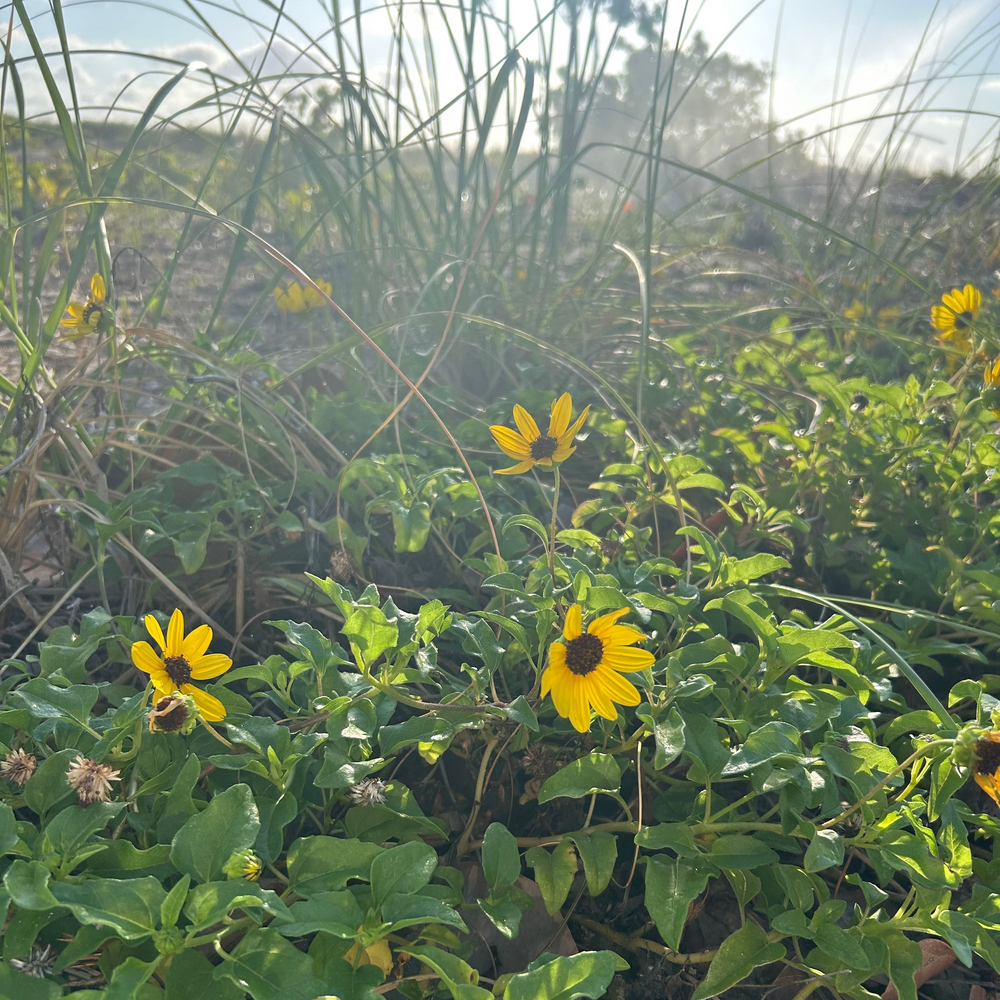 Restore Miami's Watershed