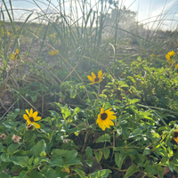 Restore Miami's Watershed