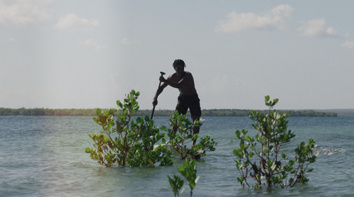 Gift Cards That Plant SeaTrees