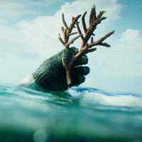 Subscribe to Plant Coral Seatrees in Bali