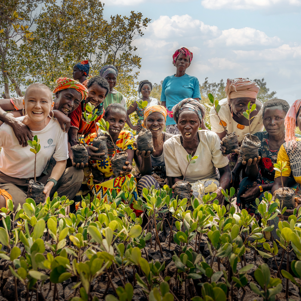 Subscribe to Plant Mangroves and Restore Biodiversity