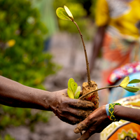 Subscribe to Plant Mangrove Seatrees in Kenya
