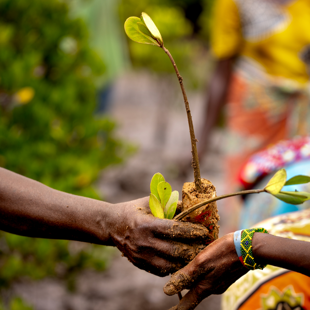 Subscribe to Plant Mangrove Seatrees in Kenya