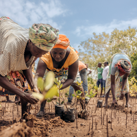 Subscribe to Plant Mangroves and Restore Biodiversity