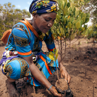 Mangroves Plus Biodiveristy