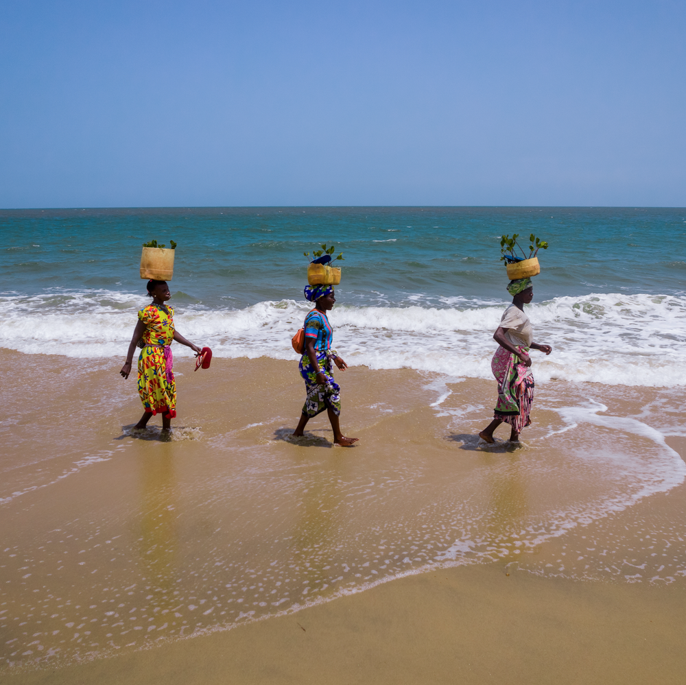 Mangroves Plus Biodiveristy