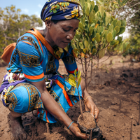 Subscribe to Plant Mangroves and Restore Biodiversity