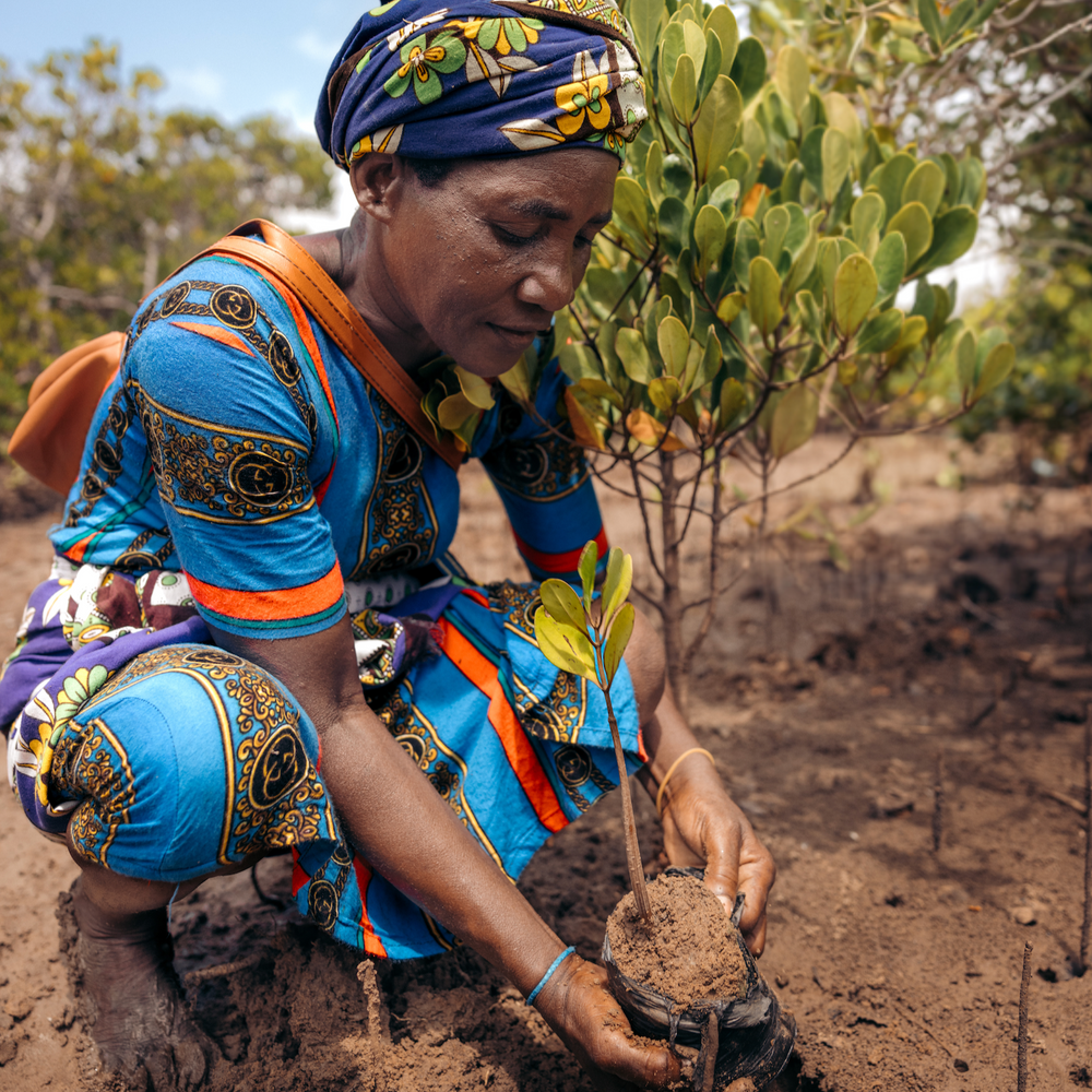 Subscribe to Plant Mangroves and Restore Biodiversity