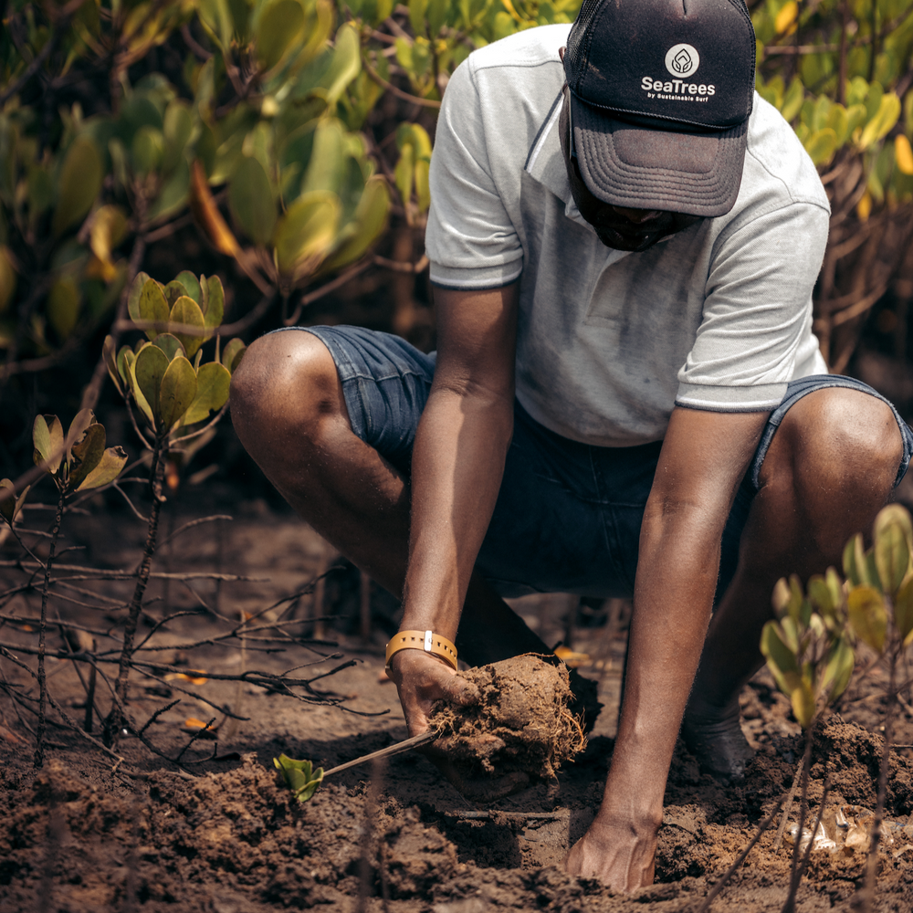 Subscribe to Plant Mangroves and Restore Biodiversity