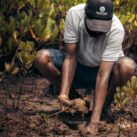 Subscribe to Plant Mangroves and Restore Biodiversity