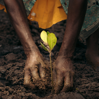 Subscribe to Plant Mangroves and Restore Biodiversity