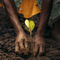 Mangroves Plus Biodiveristy
