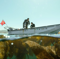 Seatrees Plus Science