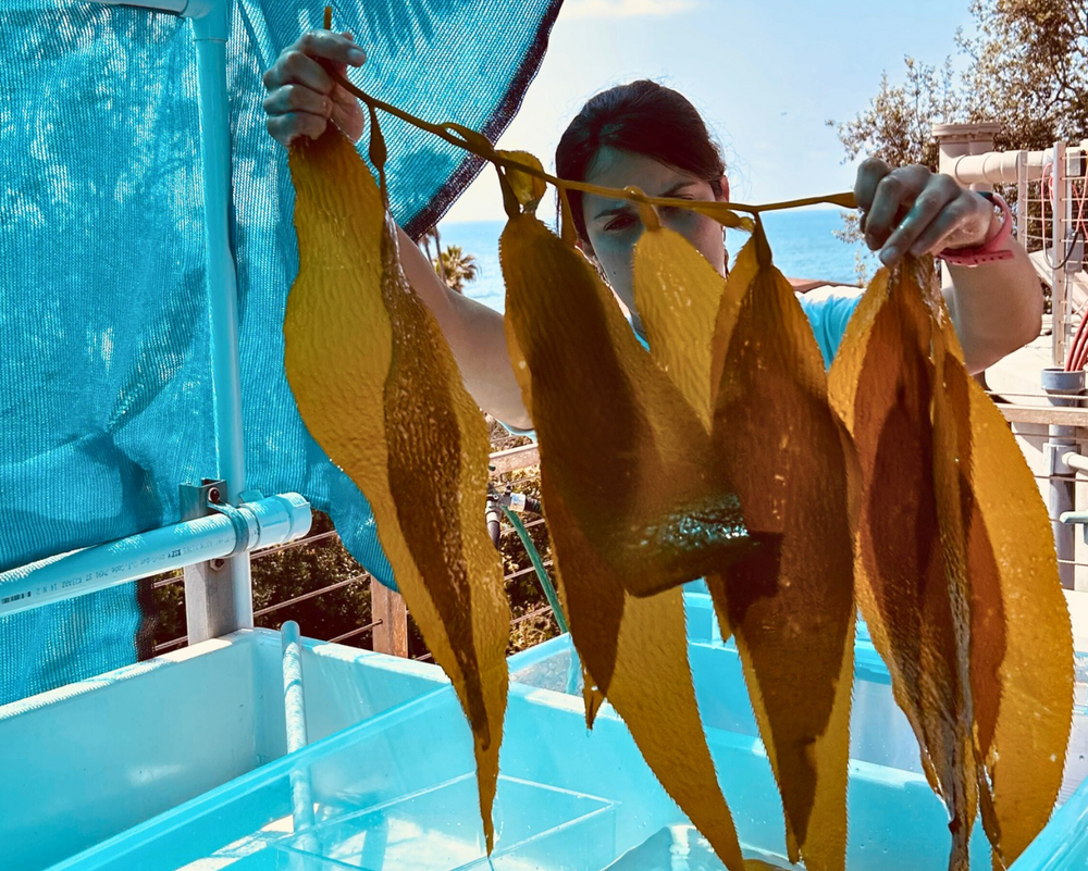 Seatrees Plus Science