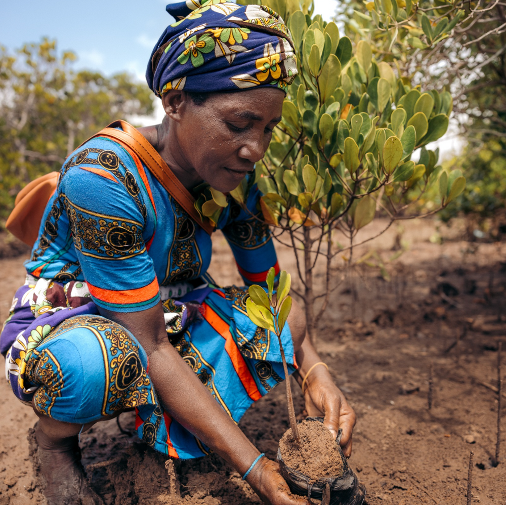 Seatrees Plus Climate