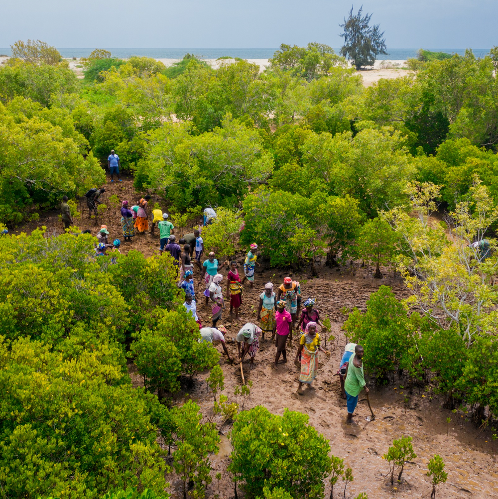 Seatrees Plus Climate