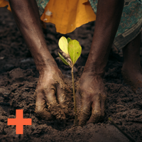 Seatrees Plus Climate