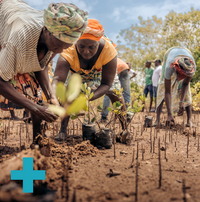 Mangroves Plus Biodiveristy