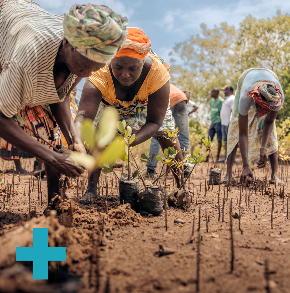 Mangroves Plus Biodiveristy