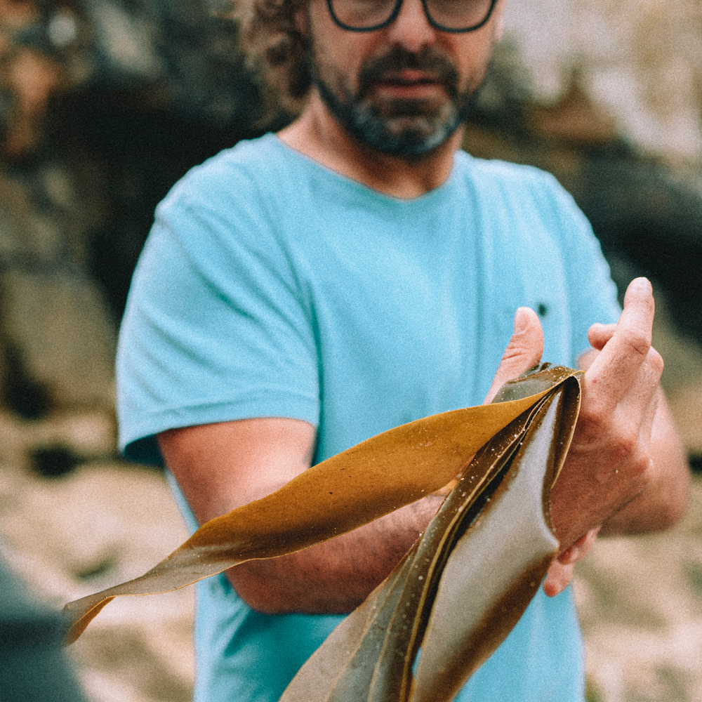 Grow a Kelp Seedling in Nazaré, Portugal