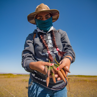 Plant Mangroves in Baja