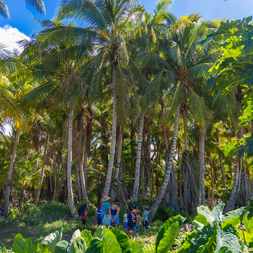 Restore the Watershed at Olowalu, Maui