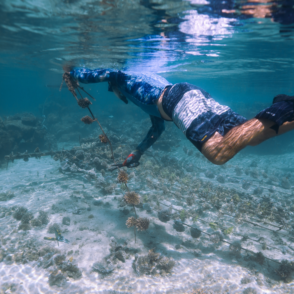 Subscribe to Plant Coral Seatrees in Fiji