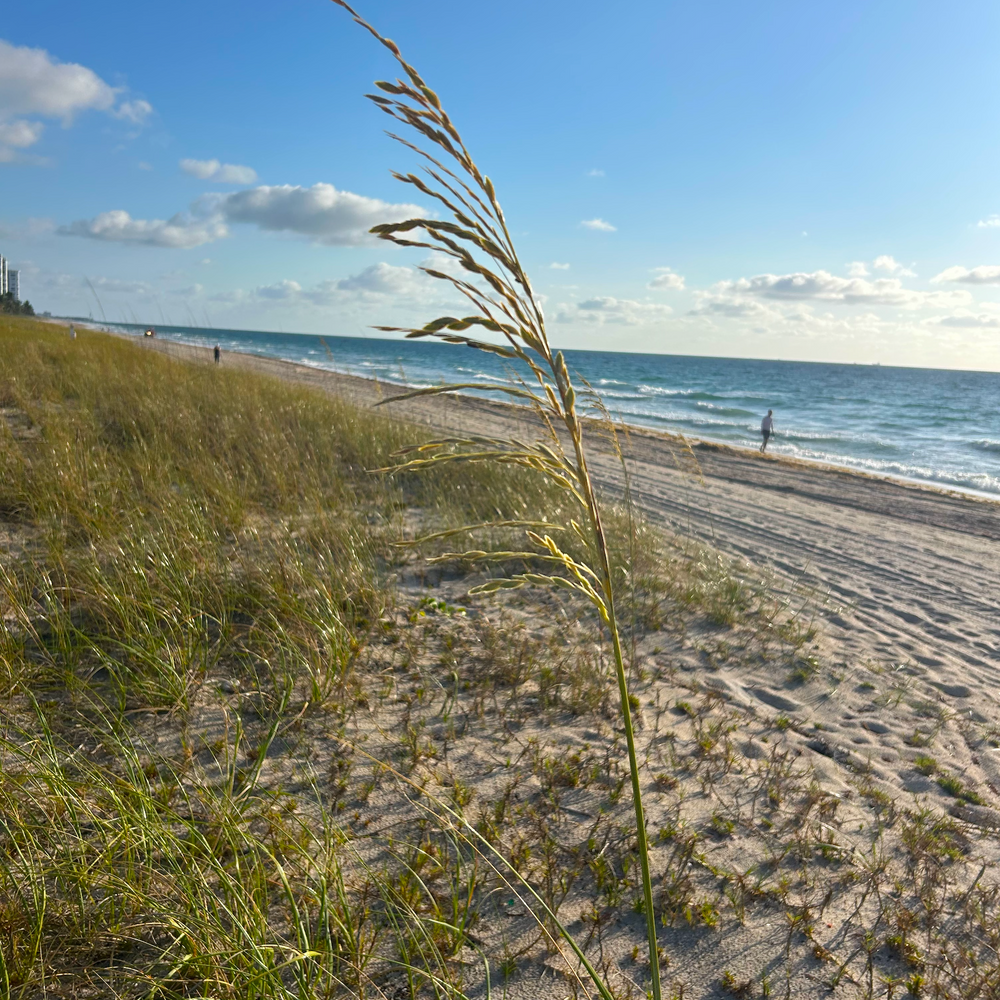 Restore Miami's Watershed
