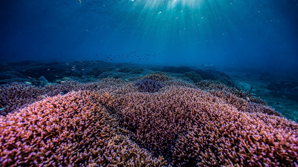 Why the Ocean Must Be at the Front of the Agenda at COP30