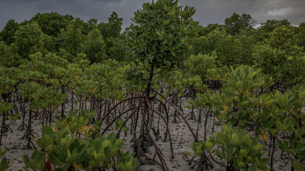Field Notes: Mangrove Hydrology